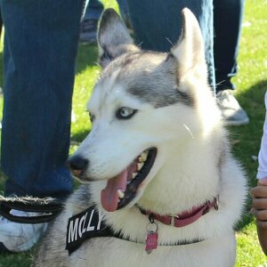 Molly's Husky Mafia (part of the POTA family)